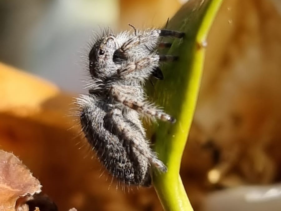 Salticidae ?  S, Philaeus chrysops, femmina -  Cameri (NO)